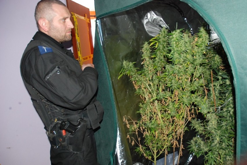 Człuchów. Plantacja marihuany we wsi pod Człuchowem - policja zatrzymała "plantatora"