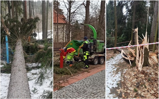 Orkan Nadia połamał i wyrwał z korzeniami kilkaset drzew w Wałbrzychu i Szczawnie - Zdroju!