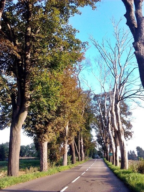 Zdaniem mieszkańców Bałdowa suche drzewa stojące przy jezdni zagrażają bezpieczeństwu ruchu