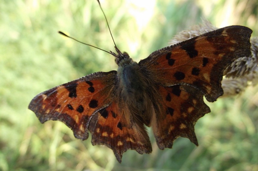 Motyl posiada odwłok, tułowie i głowę. W końcowej części...