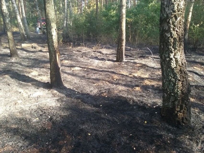 Groźny pożar lasu pod Łuktą