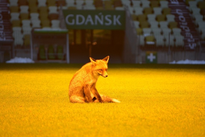 Zmarznięty lis wygrzewał się na murawie gdańskiego Stadionu Energa [zdjęcia]