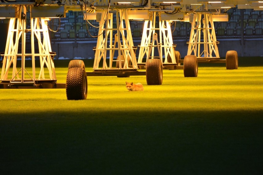 Zmarznięty lis wygrzewał się na murawie gdańskiego Stadionu Energa [zdjęcia]