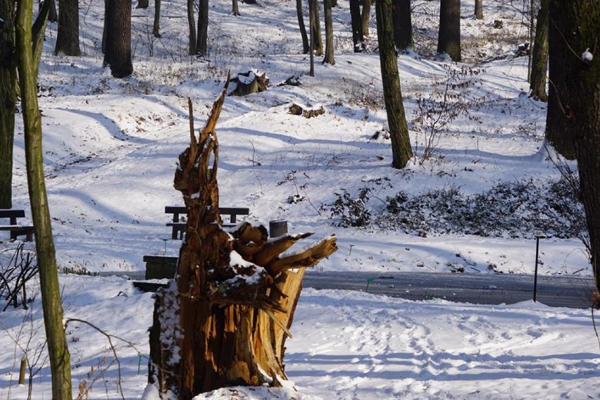 Arboretum Bramy Morawskiej w zimowej scenerii