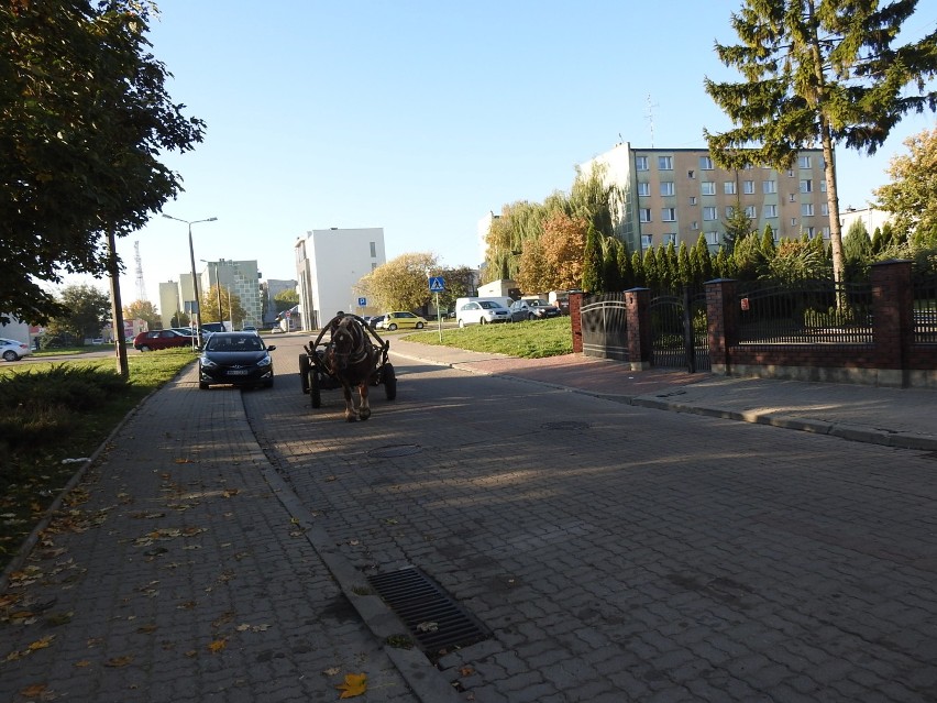 Fura z koniem jechała sobie po centrum miasta