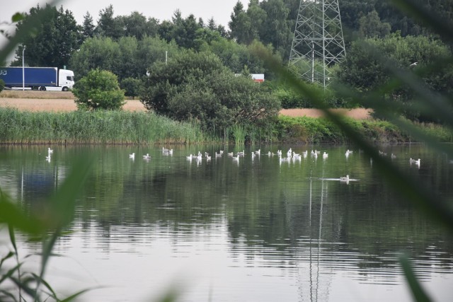 Huki na ulicę Rybnicką mają dobiegać ze stawów hodowlanych.