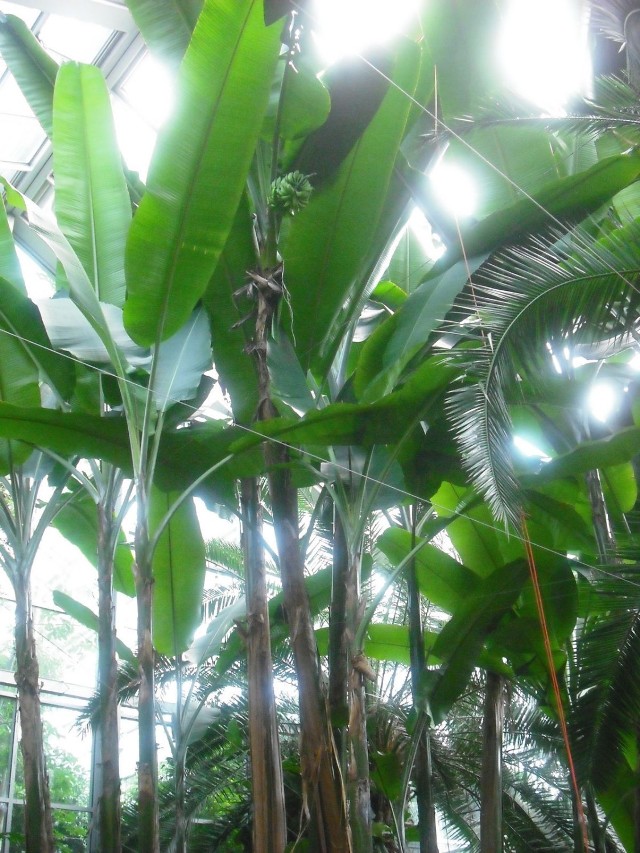 Potężne bananowce sięgają już do przeszklonego dachu palmiarni.
foto: Ewa Łazowska