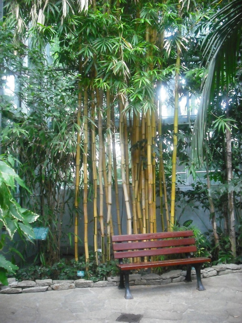 Pod tymi drzewami bambusowymi można odpocząć, delektując się...