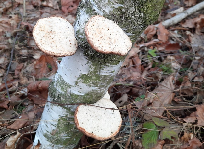 Niewiele osób, że huby są jadalne. Rosjanie, Anglicy,...