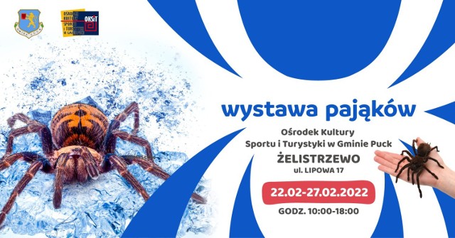 - Zapraszamy do Ośrodka Kultury Sportu i Turystyki w gminie Puck (ul. Lipowa 17 Żelistrzewo) na niesamowitą wystawę żywych pająków i skorpionów - zachęcają organizatorzy. - Ekspozycja będzie czynna od 22 do 27 lutego 2022 r. w godzinach od 10.00 do 18:00.  O każdej pełnej godzinie śmiałkowie mogą potrzymać niegroźnego ptasznika na ręce.

Na wystawie zobaczycie ponad 35 żywych okazów. Wśród nich m.in. jednego z najniebezpieczniejszych pająków świata #Latrodectushasselti– czarna wdowa, a także jednego z największych gatunków ptasznika #Theraphosastirmi czy zmieniające kolor skorpiony.
Ekspozycja pozwoli zgłębić wiedzę o niezwykłych stworzeniach oraz zobaczyć z bliska egzotyczne gatunki, rzadko spotykane w życiu codziennym.

Podczas wystawy jej opiekun odpowie na wszystkie pytania, oprowadzi i zainteresuje ciekawostkami ze świata pajęczaków.

Zwiedzający wystawę będą mieć możliwość fotografowania oraz filmowania wszystkich prezentowanych okazów. Zwierzęta będą zamknięte w szklanych terrariach, które zapewniają oglądającym bezpieczeństwo.

Bilety do nabycia przy wejściu na wystawę (Płatność kartą lub gotówką).
Cennik biletów:
- normalny: 18 zł
- ulgowy: 12 zł
- wycieczki szkolne: 10 zł
- rodzinny: 50 zł (2 dorosłych + 2 dzieci),
- dzieci w wieku do 4 lat – wejście gratis - nie dotyczy grup zorganizowanych.