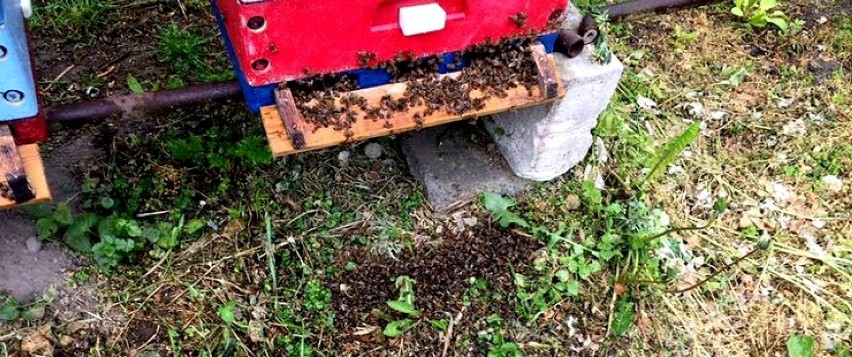 Pod Wągrowcem doszło do zatrucia setek tysięcy pszczół 