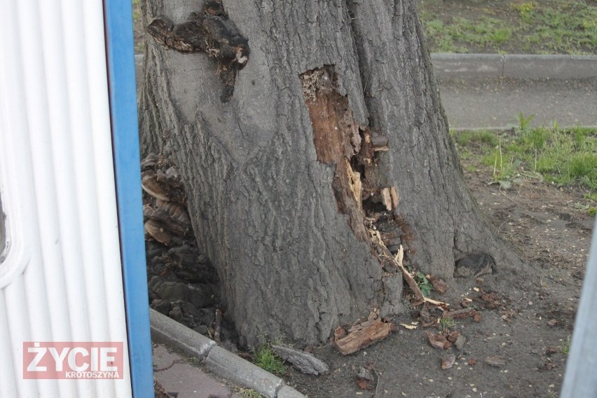 SULMIERZYCE: Strażacy usuwali drzewo. Groziło zawaleniem na przystanek autobusowy [ZDJĘCIA]      