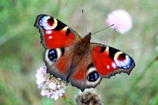 Rusałka pawik to jeden z najbardziej pospolitych motyli w...