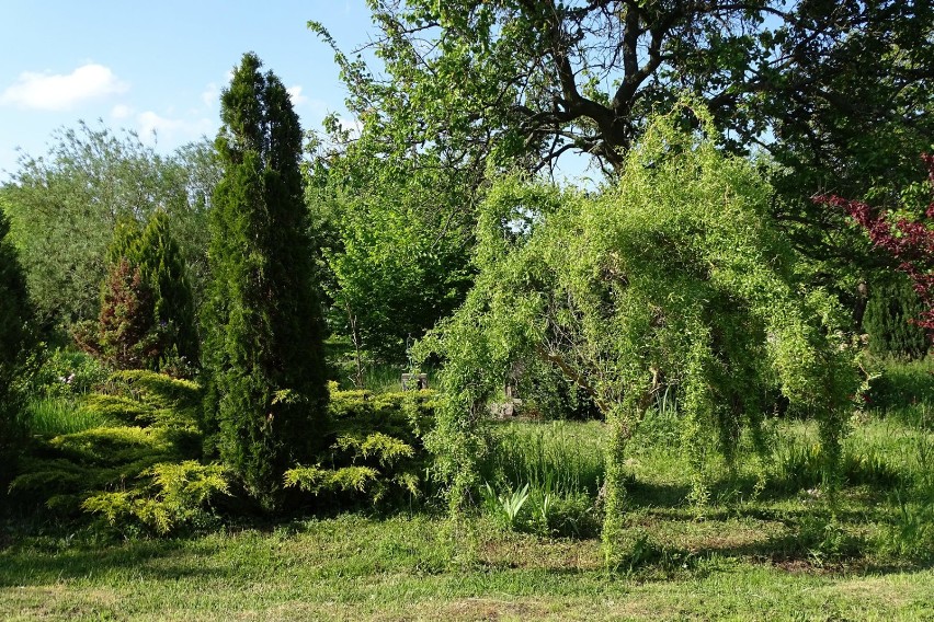 Majowo w ogrodach i na działkach