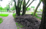 Pościnane z drzew gałęzie leżą zapomniane przy ulicy Pomologicznej