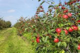 Czy grójeckie jabłka są szkodliwe? Związek Sadowników Polskich odpiera zarzuty autora filmu