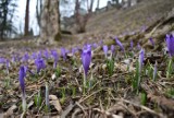 Krokusy 2021. W górach zaczyna się krokusowe szaleństwo. Na razie kwiaty zakwitły na podhalańskich łąkach. Na Tatry jeszcze czas 