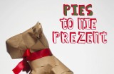 Pies to nie prezent! Nie dawaj żywych zwierząt pod choinkę!