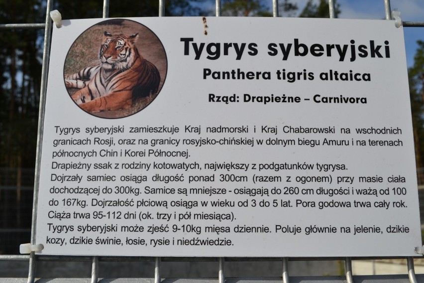 Sieroczyn. Tygrys w ogrodzie zoologicznym przy Canpolu