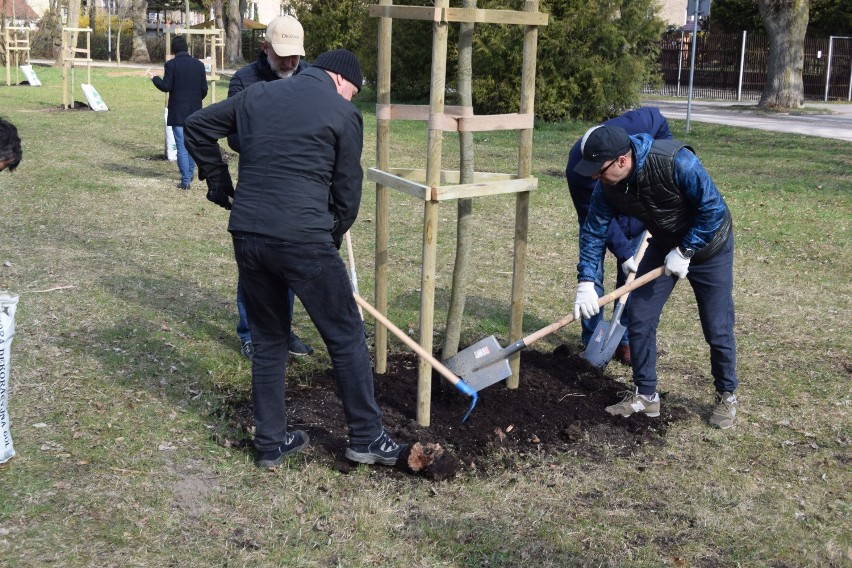 Sadzili kronodrzewka. A potem był piknik [zdjęcia]