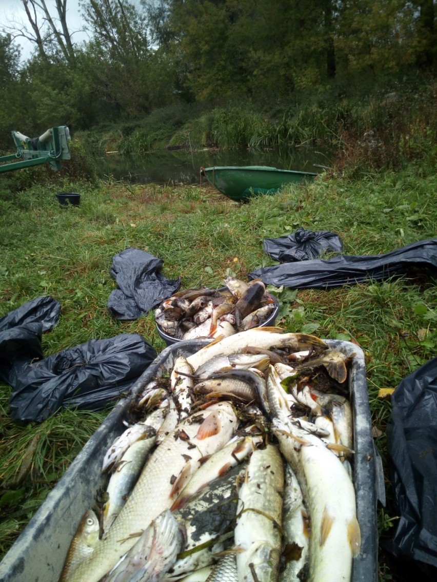 Hrubieszów. Wyciągnęli z rzeki 600 kg śniętych ryb. Co je...