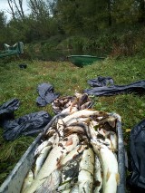 Hrubieszów. Wyciągnęli z rzeki 600 kg śniętych ryb. Co je zabiło?
