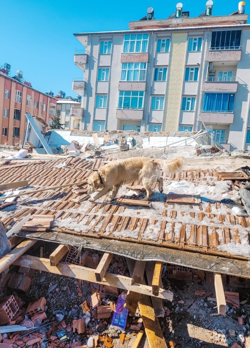 Trzęsienie ziemi w Turcji i Syrii pozbawiło dachu nad głową...