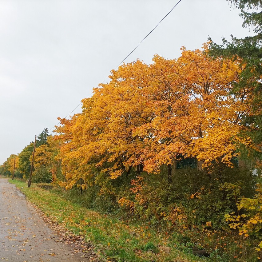 Jesień w mieście nad Tugą. Żółto - pomarańczowe drzewa w krajobrazie