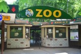 Poznań: Zoo z powodu wścieklizny odwołuje ważne transporty zwierząt. Nie odbędą się lubiane wystawy