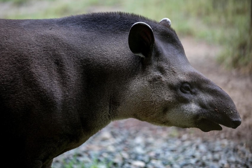 Nie odbył się m.in. zaplanowany transport tapira.