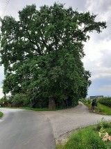 Plany budowy drogi S74 nie oszczędzają wiekowych dębów i kasztanowców w gminie Samborzec . Mieszkańcy będą bronić drzew [ZDJĘCIA]
