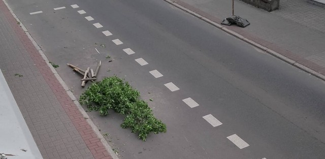 Pleszew. Wandal znów dał o sobie znać w Pleszewie. Ktoś połamał drzewko na ulicy Sienkiewicza.