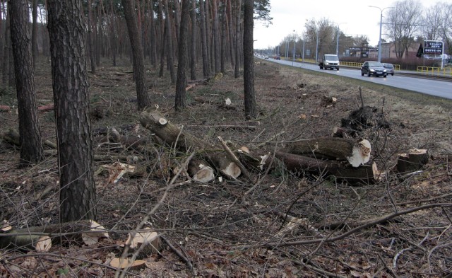 Wycinka drzew jest prowadzona na terenie stanowiącym pas granicy lasu pomiędzy torami kolejowymi a ulicą Chełmińską w Grudziądzu.