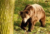 Tatry: Uwaga, niedźwiedzie! Zwłaszcza na Słowacji