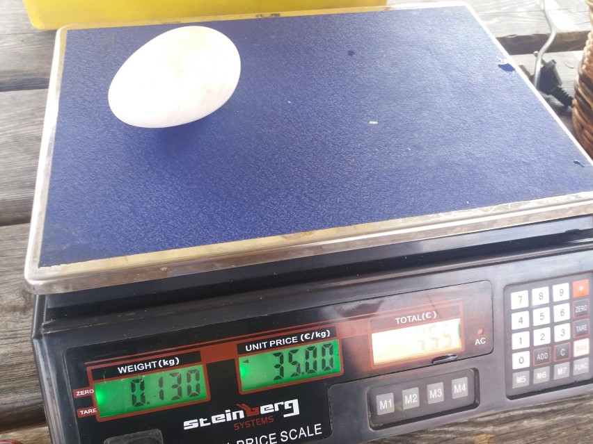 Gęsie jajko - waga 13 gram