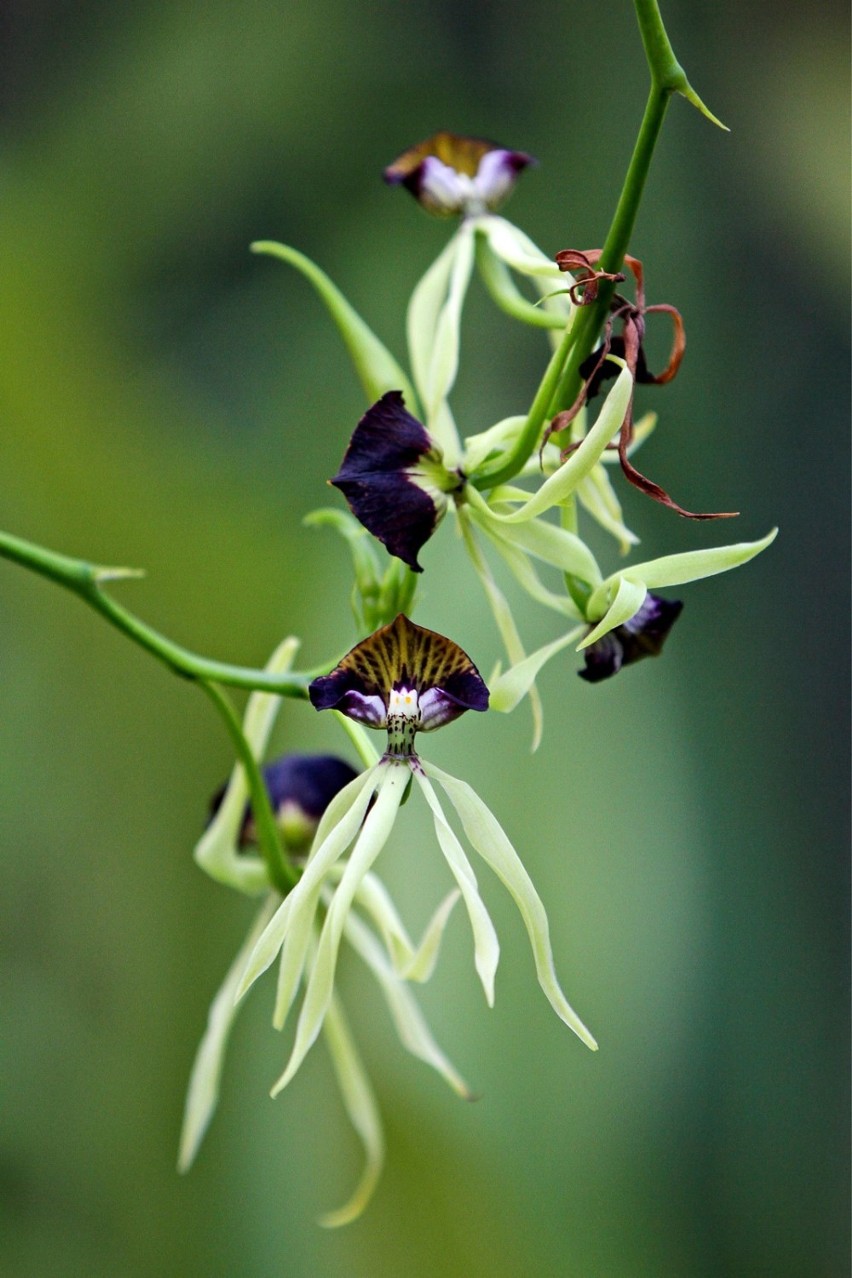 Wystawa storczyków w Ogrodzie Botanicznym UW