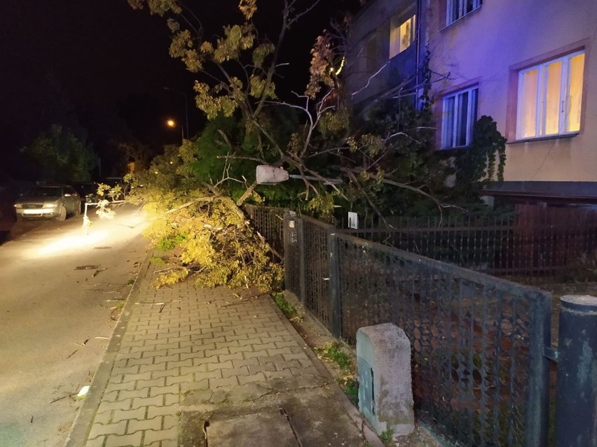 Powalone drzewo zniszczyło parkany dwóch posesji.