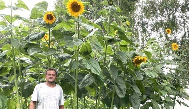 Na działce mieszkańca Kęt Ireneusza Góralczyka wyrosły słoneczniki - prawdziwe giganty. Mają ponad 4 metry!