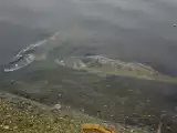 Na Zalewie Rybnickim pojawiły się śnięte ryby. Czy to efekt wyłączenia bloków węglowych w rybnickiej Elektrowni? Sprawą zajmuje się ekspert