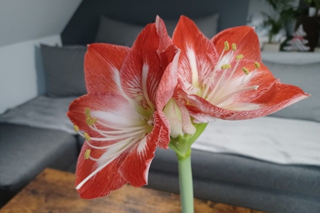 Tak zwany amarylis (czyli zwartnica) ma piękne kwiaty. Może wytwarzać je co roku, jednak trzeba odpowiednio zadbać o cebulę, kiedy roślina przekwitnie.