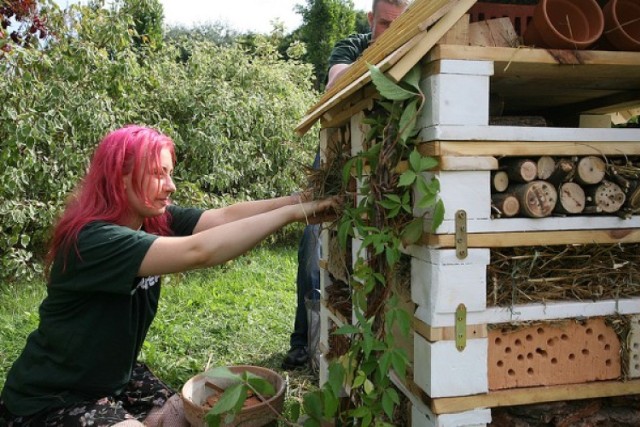Greenpeace namawia do adopcji pszczół. We wtorek warsztaty w Warszawie