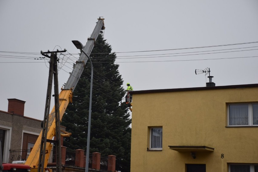 Ogromna choinka przefrunęła nad domem radnego. Droga świątecznego drzewka na Plac Wolności. Kiedy zapalą na niej lampki?