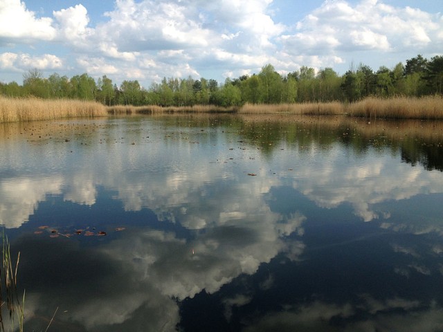 To część tak zwanego Zielonego Pierścienia Warszawy, w którego skład wchodzi jeszcze Kampinoski Park Narodowy i Chojnowski Park Krajobrazowy. Część parku znajduje się jeszcze w Warszawie, na terenie południowej części Wesołej, Anina, Międzylesia i Radości, ale by zobaczyć jego największy i najbardziej atrakcyjny fragment, trzeba pojechać do Otwocka. Tu też znajduje się krajobrazowy rezerwat przyrody Świder, położony w obszarze miast Otwocka i Józefowa oraz gmin Wiązowna, Kołbiel i Siennica, wzdłuż biegu rzeki.

Na terenie parku znajduje się wiele bujnych lasów, w których coraz częściej można spotkać łosie. Na terenie parku ustanowiono 60 pomników przyrody, z czego większość stanowią pojedyncze drzewa lub grupy drzew.