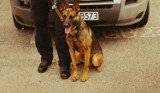 Nowy pies w dąbrowskiej policji. Ares będzie patrolował ulice i szukał zaginionych