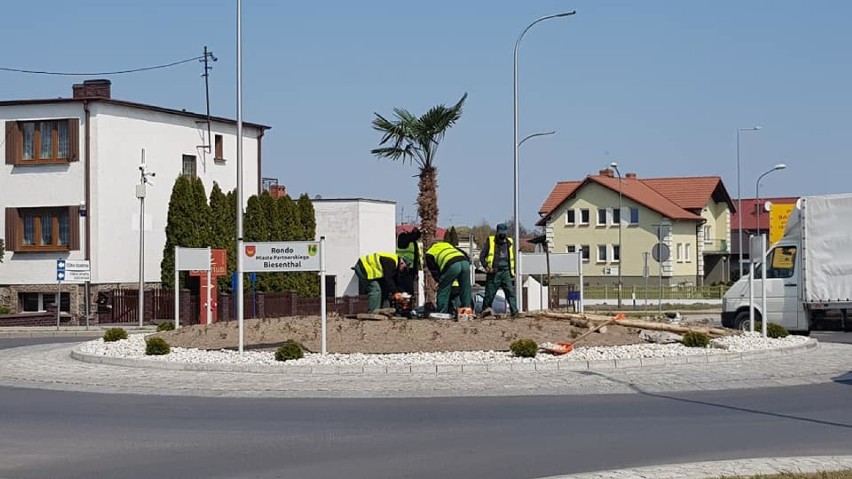 W Nowym Tomyślu prawie jak w Warszawie. W mieście stanęła palma