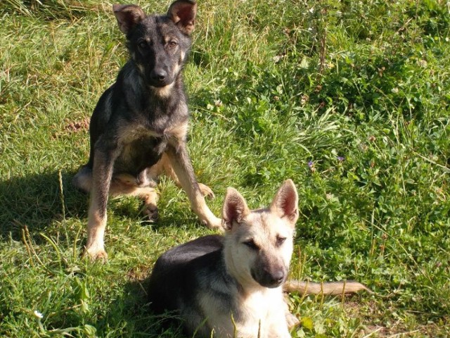 Oba pieski są grzeczne i spokojne. Wspólne nieszczęście je zbliżyło, ale adopcja dwóch nie jest wymogiem. Ważne, by trafiły na dobrych ludzi.