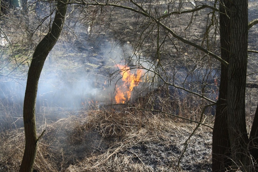 Ogień i masa dymu w ogrodzie przy międzychodzkiej obwodnicy [ZDJĘCIA]