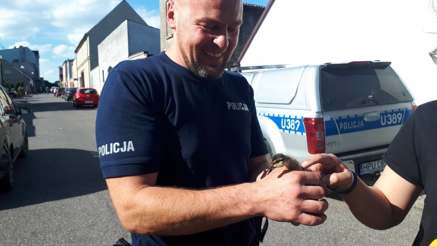 Policjanci i strażacy z Witkowa ruszyli na ratunek kaczuszce