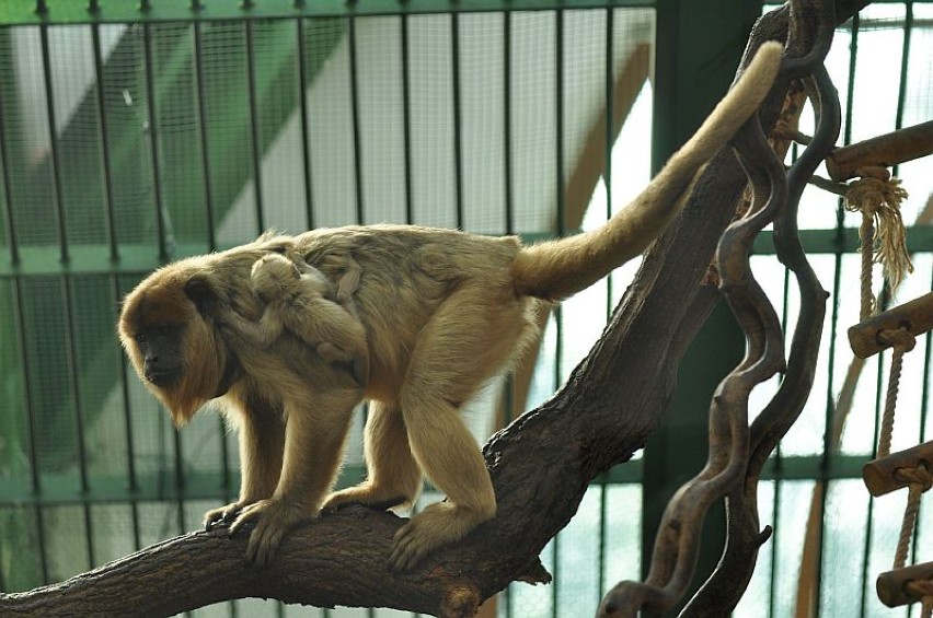 Wyjce we wrocławskim zoo