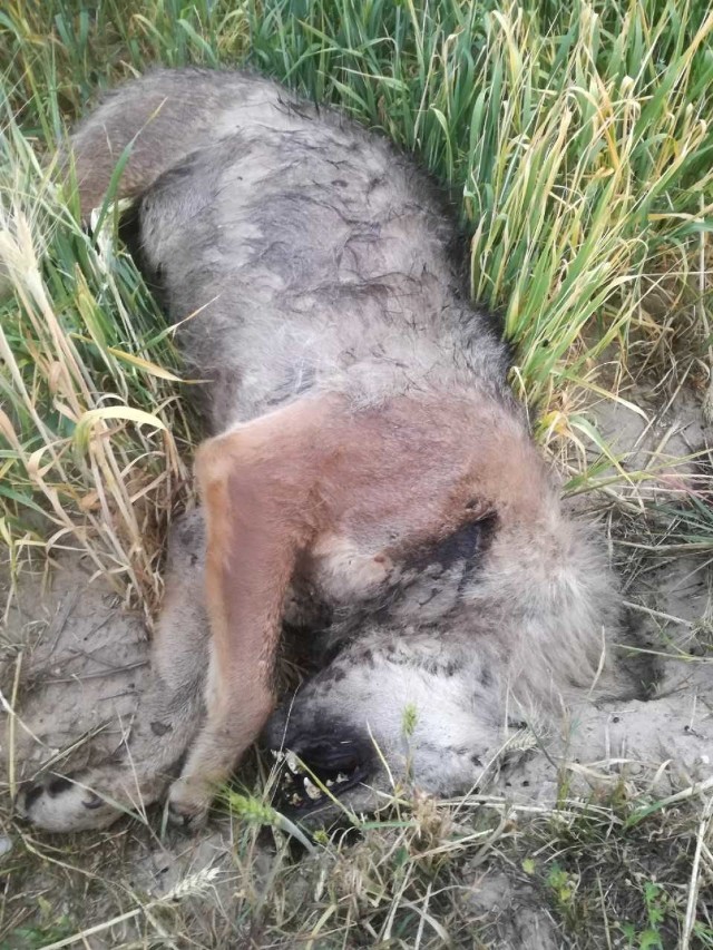 Kto zastrzelił 2-letnią waderę, samicę wilka w Gorzkowicach?